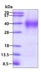 SDS-PAGE (FGF8-01H).jpg